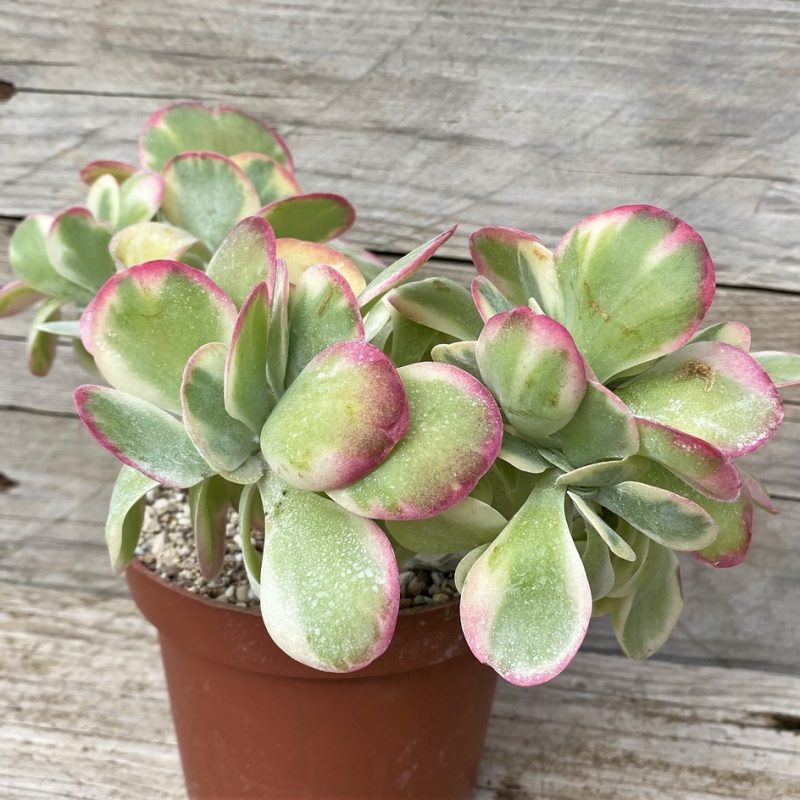 SH28592 Kalanchoe thyrsiflora f. variegata