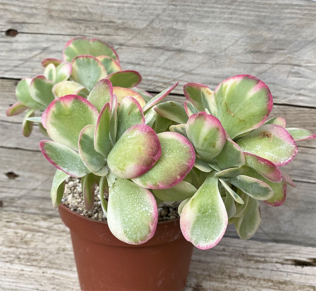 SH28592 Kalanchoe thyrsiflora f. variegata