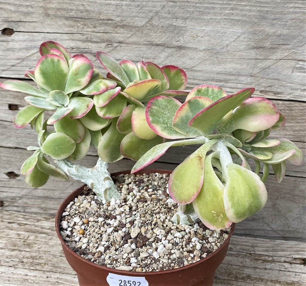 SH28592 Kalanchoe thyrsiflora f. variegata - Image 2