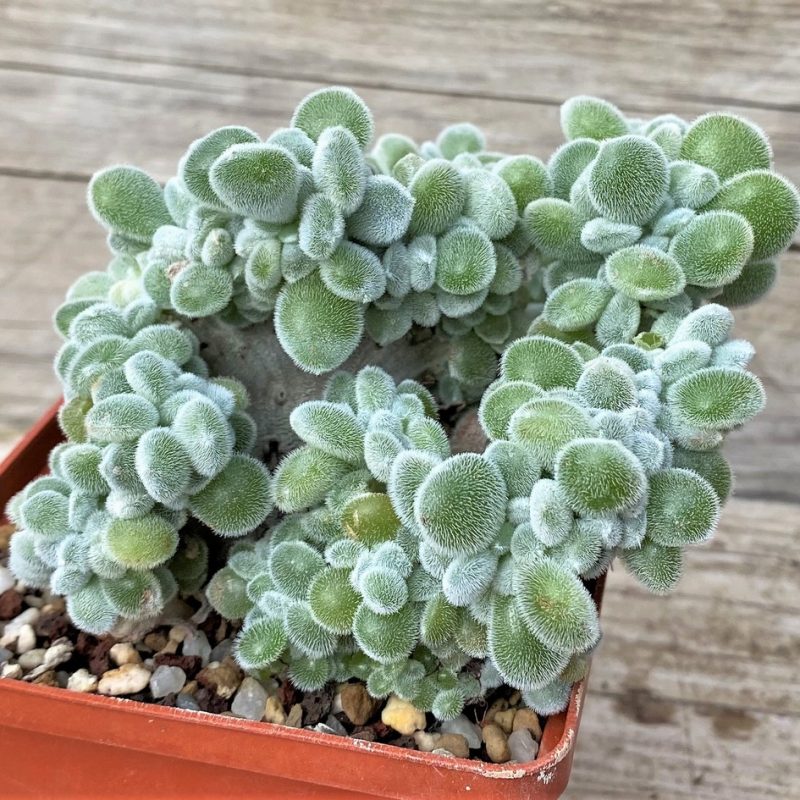 SH28593 Echeveria pulvinata ‘Frosty’ f. cristata