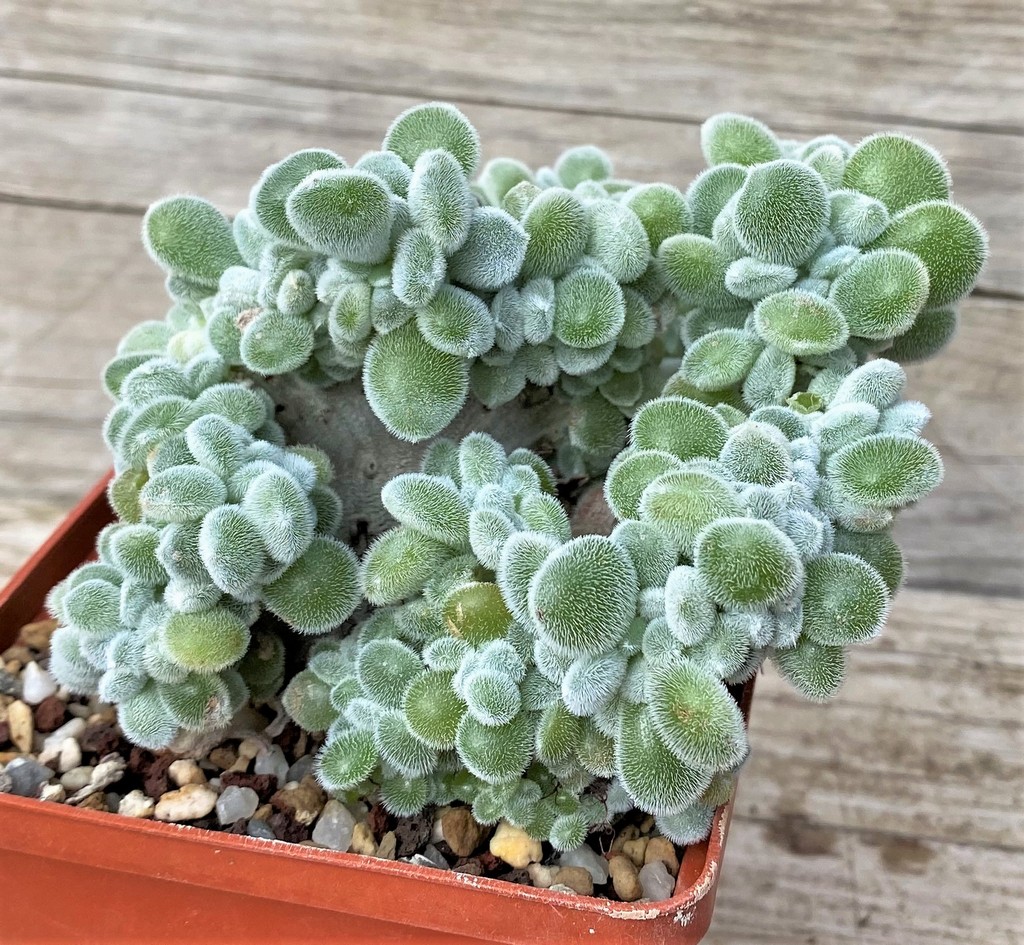 SH28593 Echeveria pulvinata ‘Frosty’ f. cristata