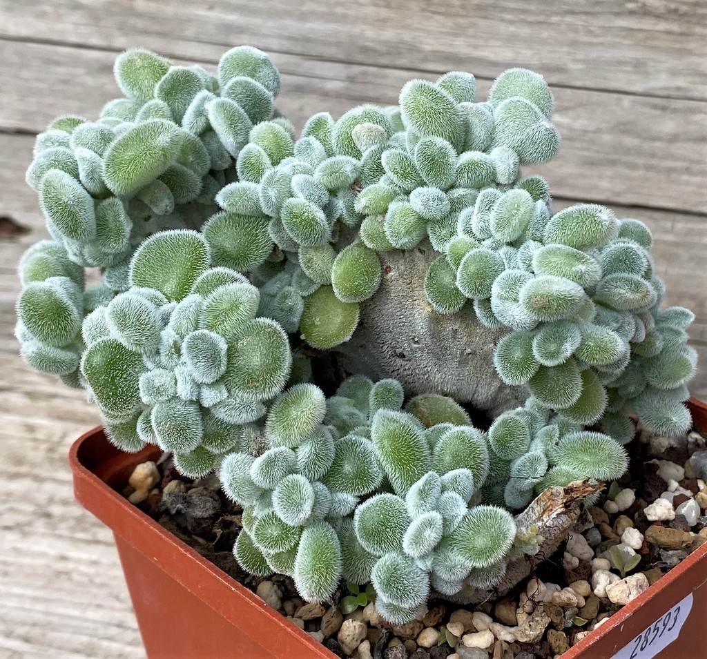 SH28593 Echeveria pulvinata ‘Frosty’ f. cristata - Image 2
