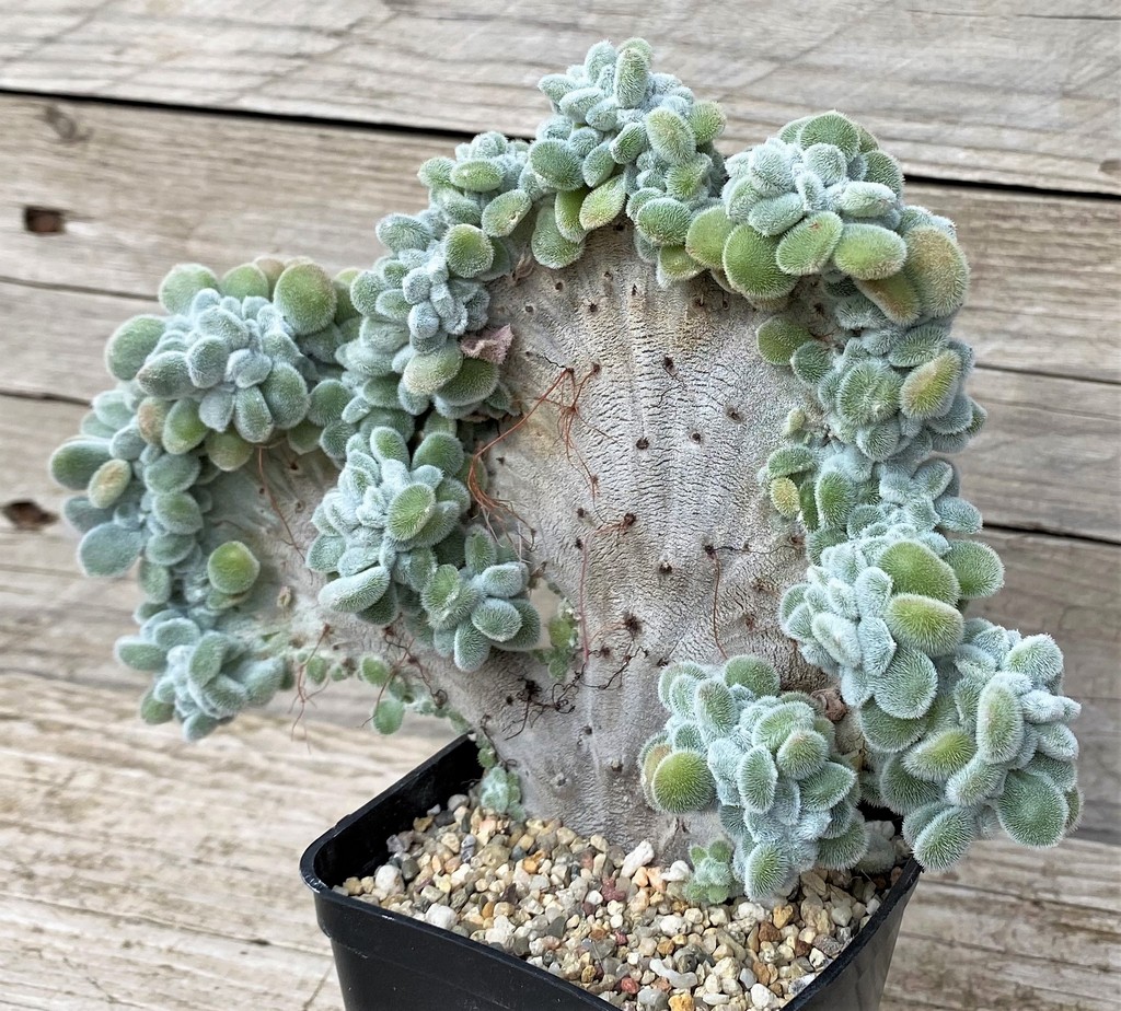 SH28594 Echeveria pulvinata ‘Frosty’ f. cristata - Image 2