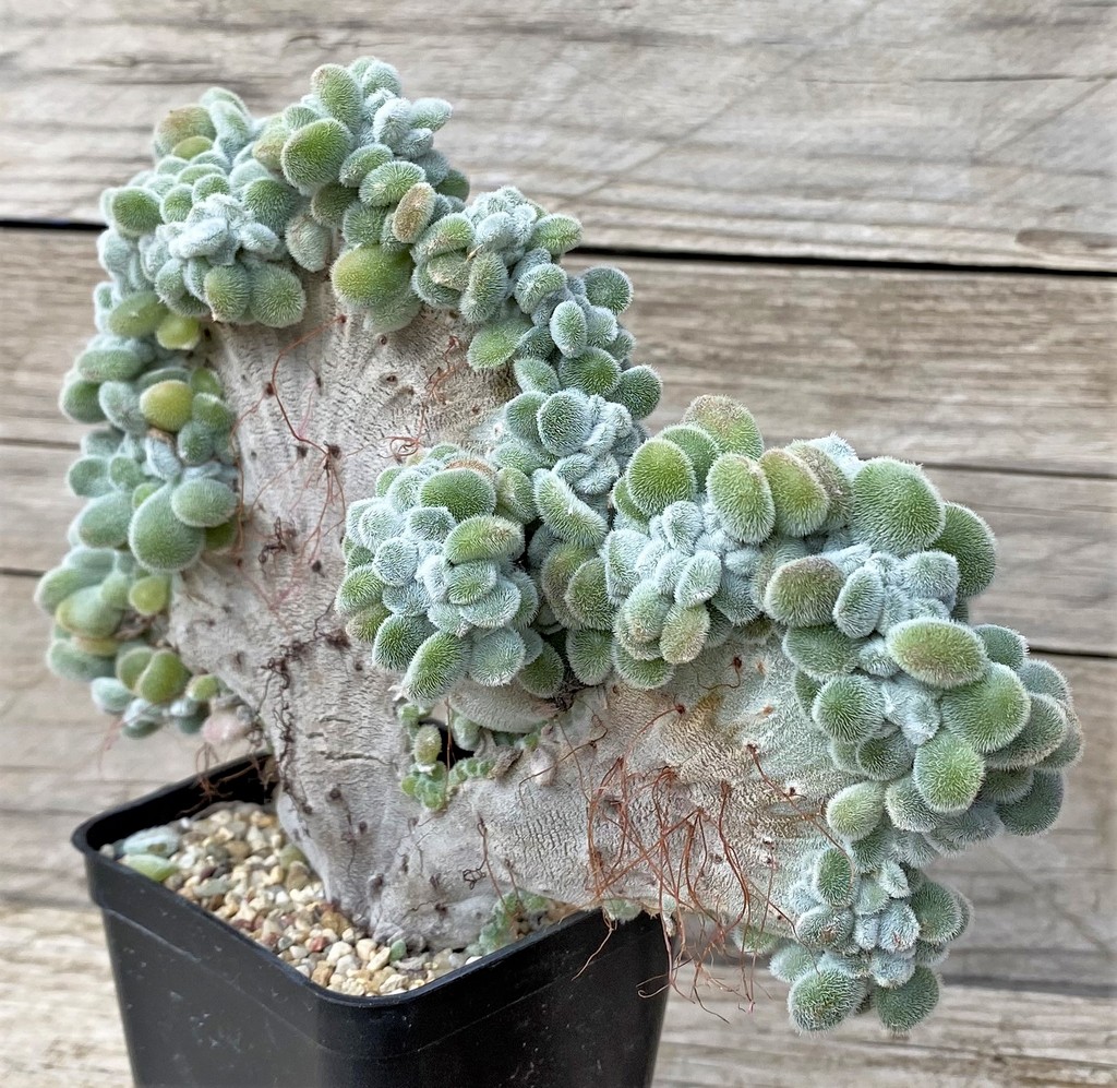 SH28594 Echeveria pulvinata ‘Frosty’ f. cristata