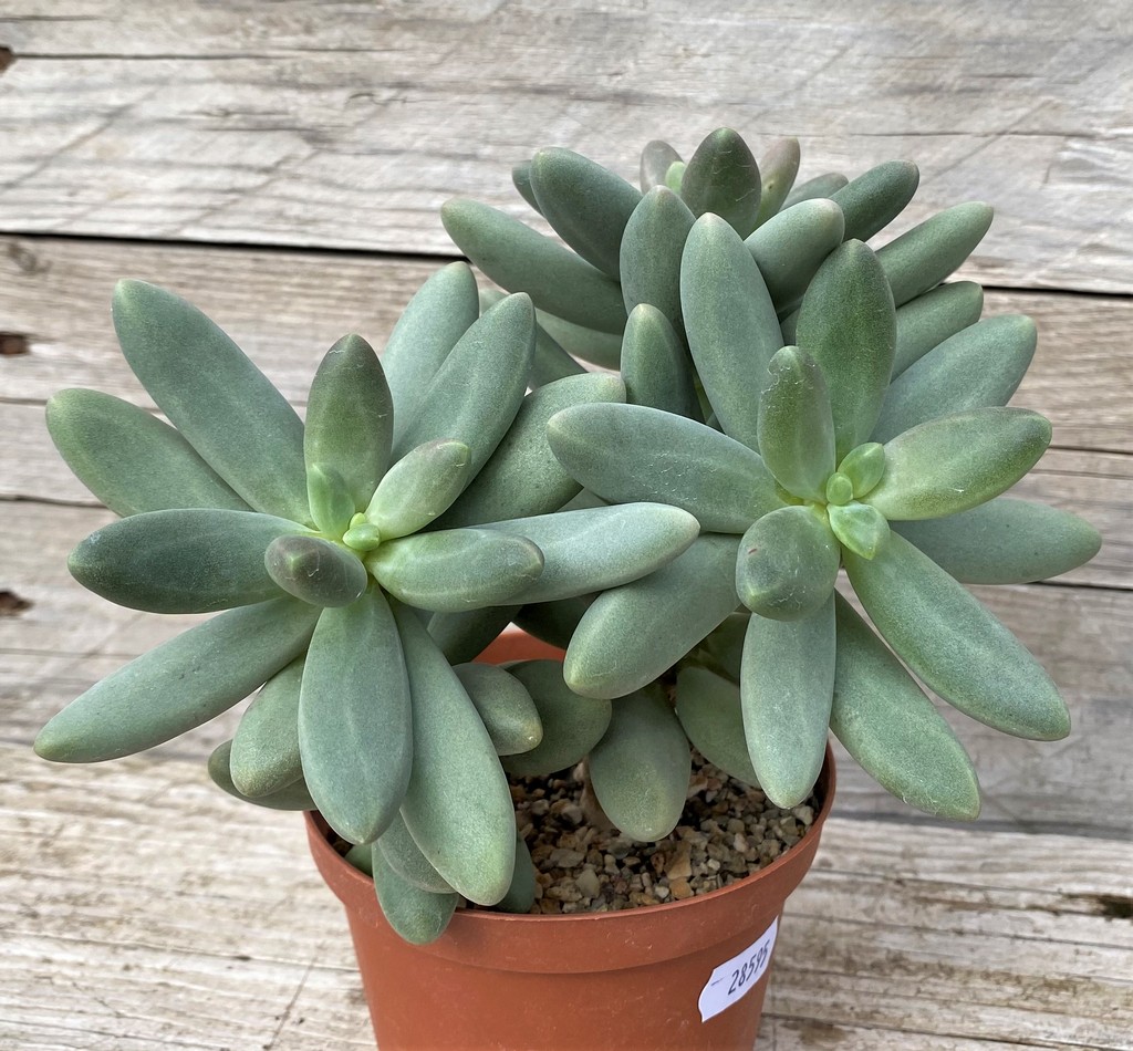 SH28595 Pachyphytum 'Diamond' - Image 2