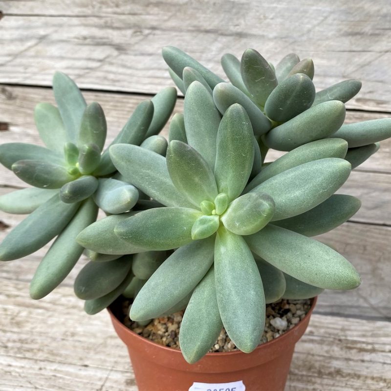 SH28595 Pachyphytum 'Diamond'
