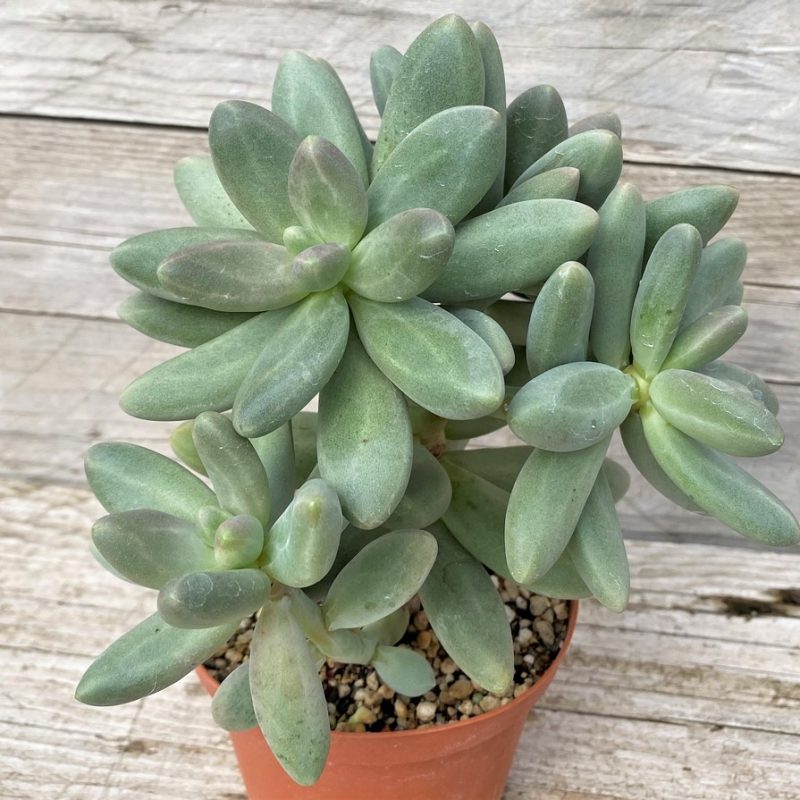 SH28596 Pachyphytum 'Diamond'