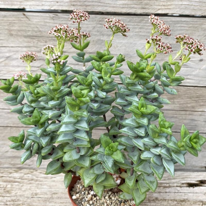 SH28597 Crassula rupestris ‘High Voltage’