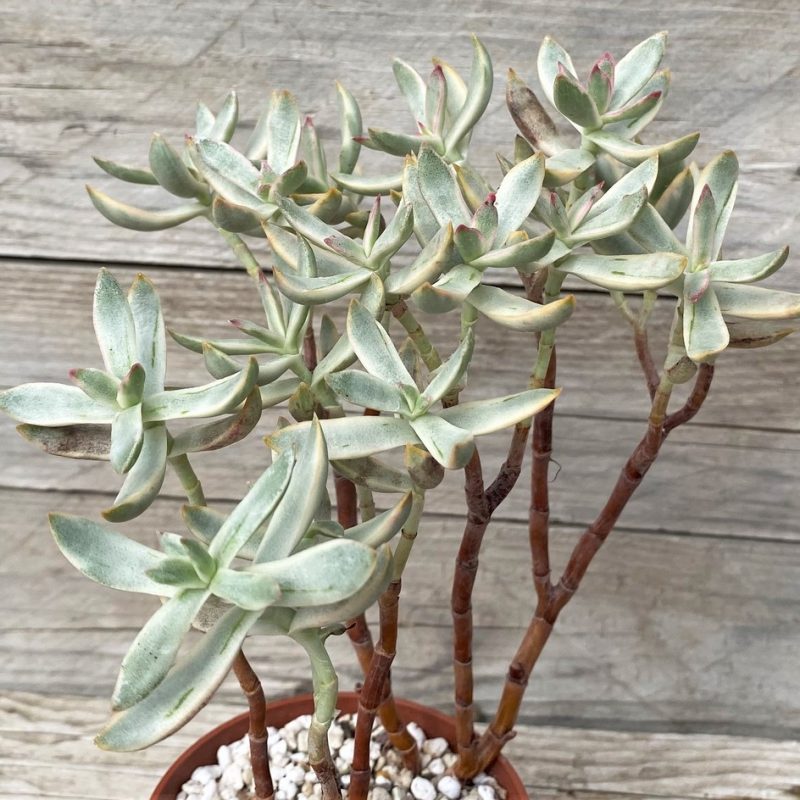 SH28599 Crassula rubricaulis ‘Candy Cane’