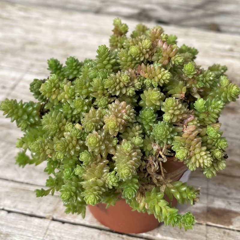 SH28601 Sedum compactum