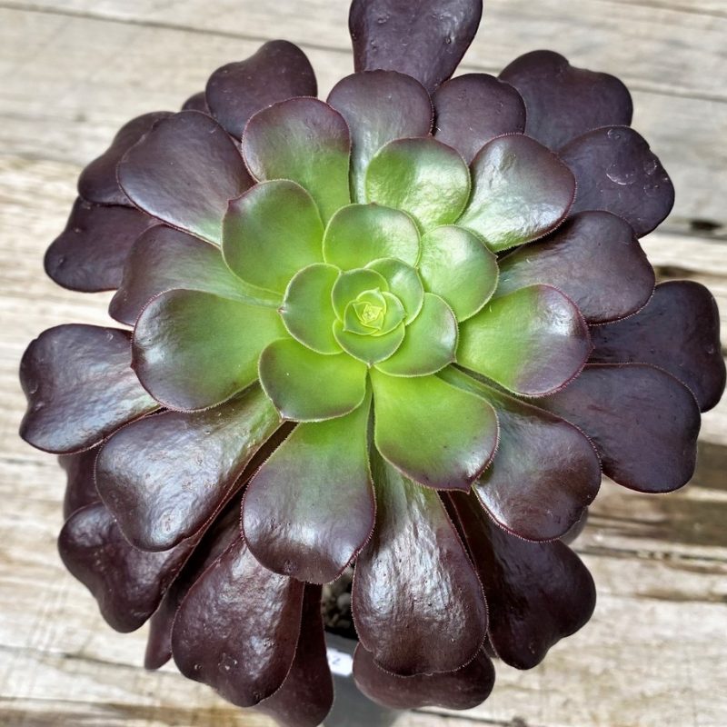 SH28602 Aeonium ‘Velour’