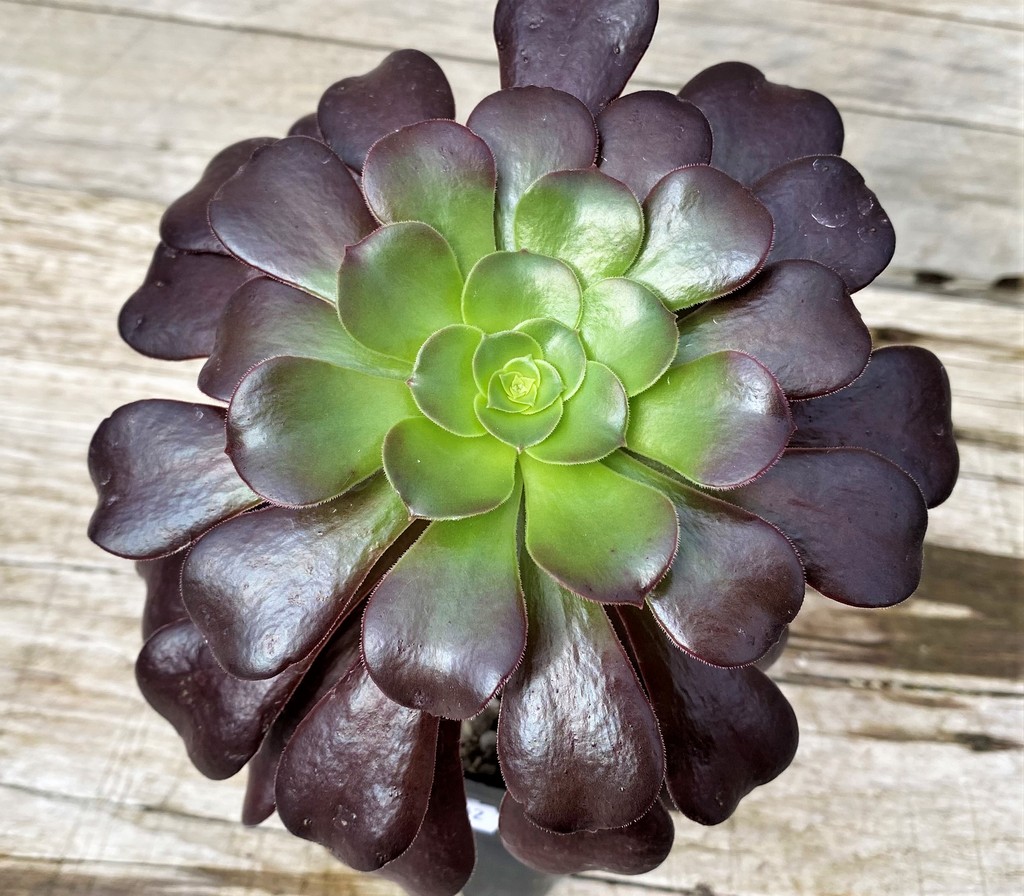 SH28602 Aeonium ‘Velour’