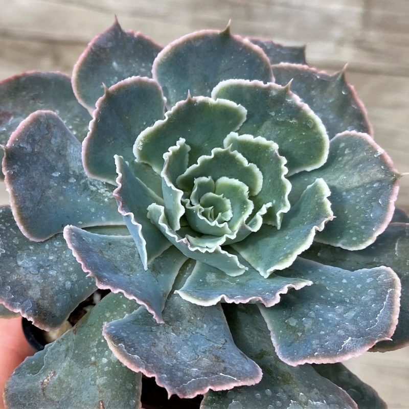 SH28603 Echeveria shaviana 'Neon Breakers'