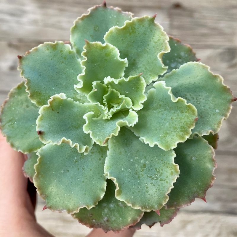 SH28604 Echeveria shaviana