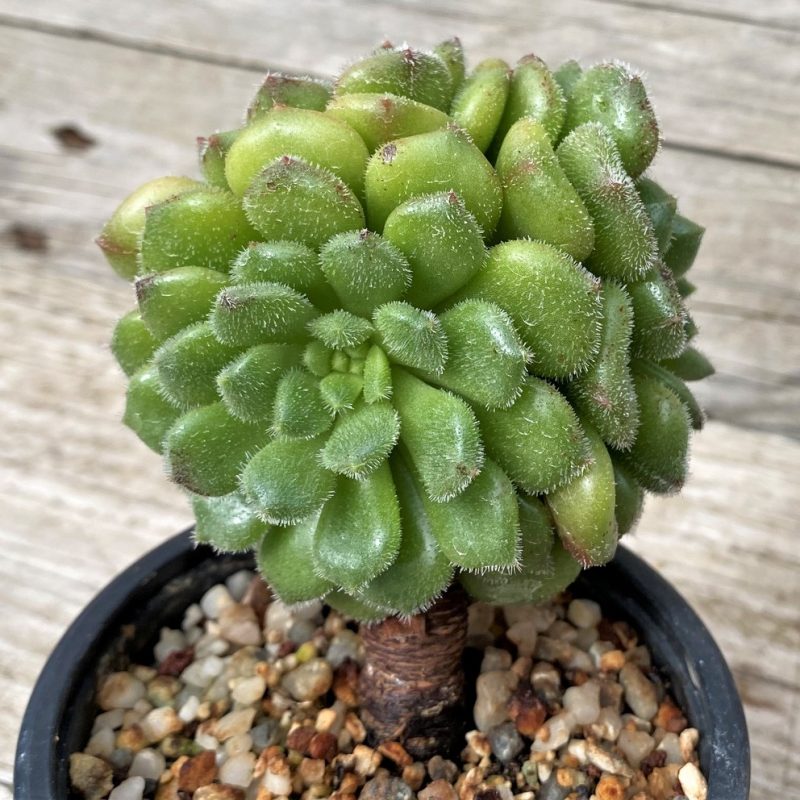 SH28605 Echeveria ‘Sugar Coral’