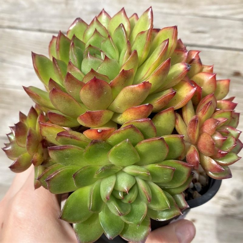 SH28606 Echeveria ‘Polaroid Anna’