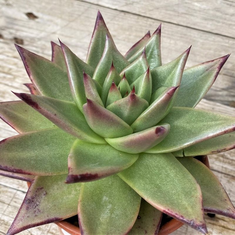 SH28607 Echeveria agavoides ‘Ebony’