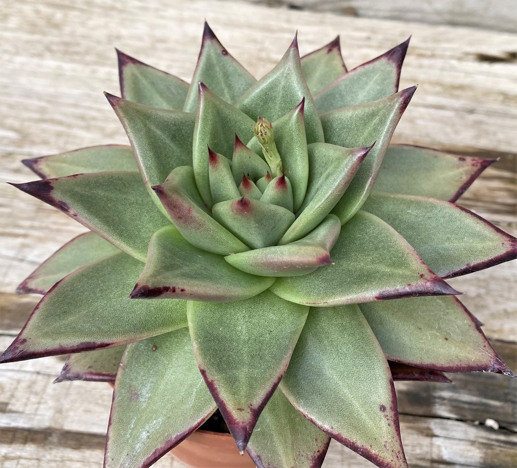 SH28608 Echeveria agavoides ‘Ebony’ - Image 2