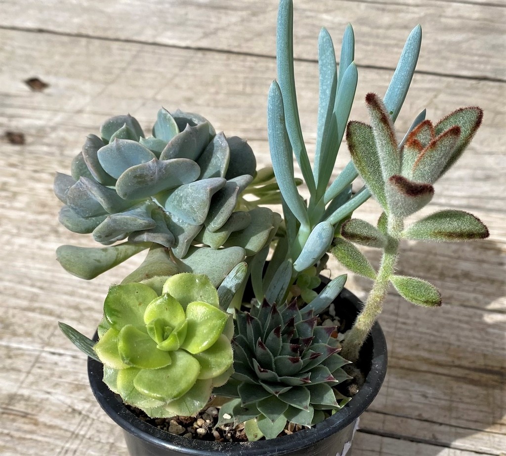 SH28585 Succulents mix - Image 2