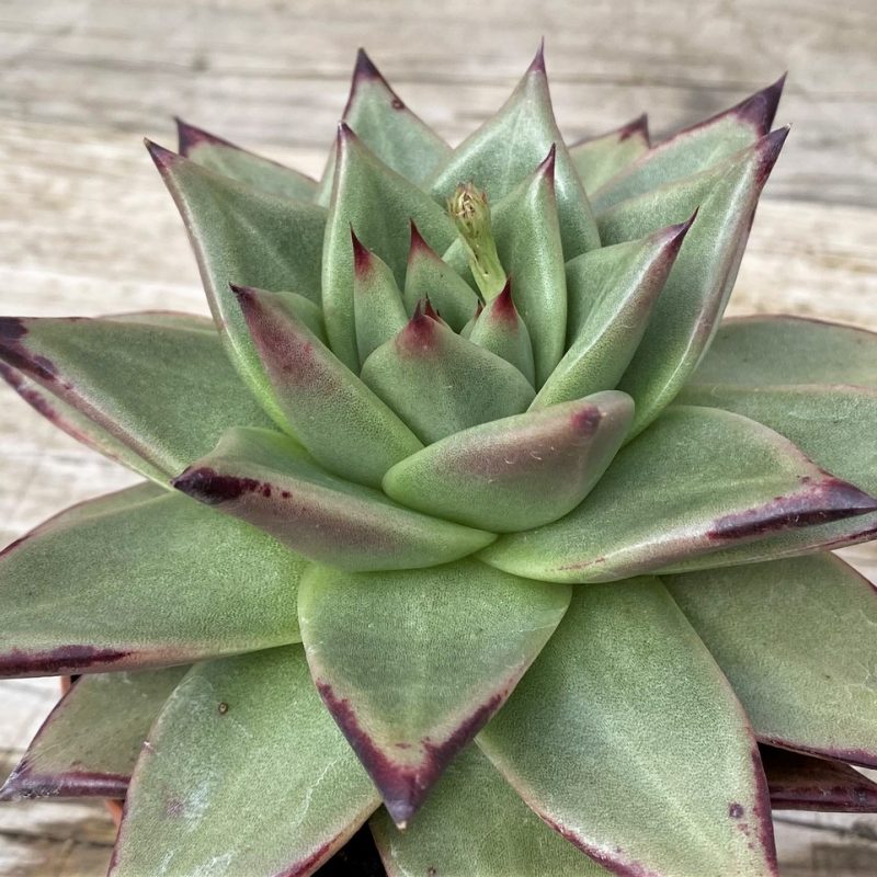 SH28608 Echeveria agavoides ‘Ebony’