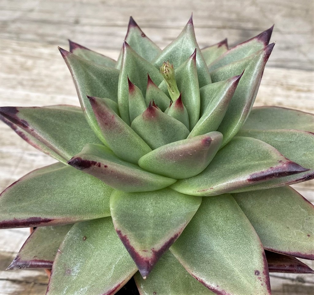 SH28608 Echeveria agavoides ‘Ebony’
