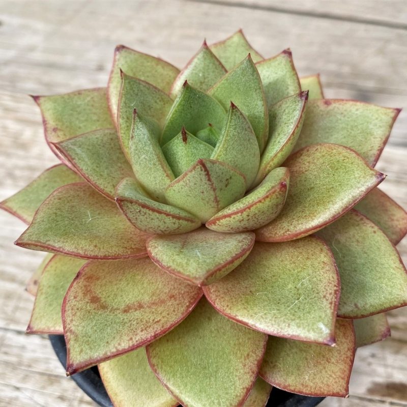 SH28609 Echeveria purpusorum hybrid