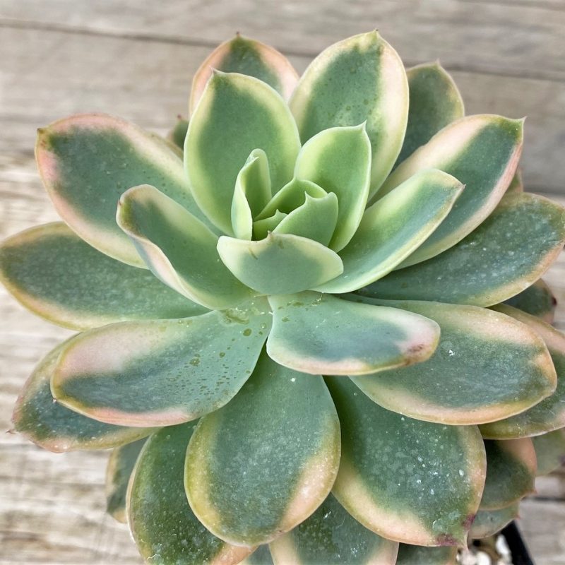 SH28610 Echeveria ‘Luela Red’