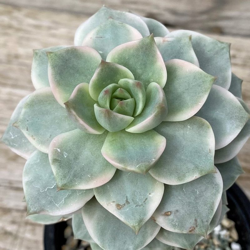 SH28611 Echeveria hybrid f. variegata
