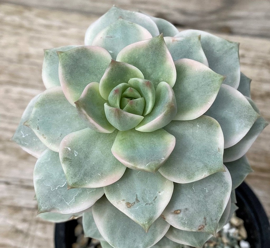 SH28611 Echeveria hybrid f. variegata
