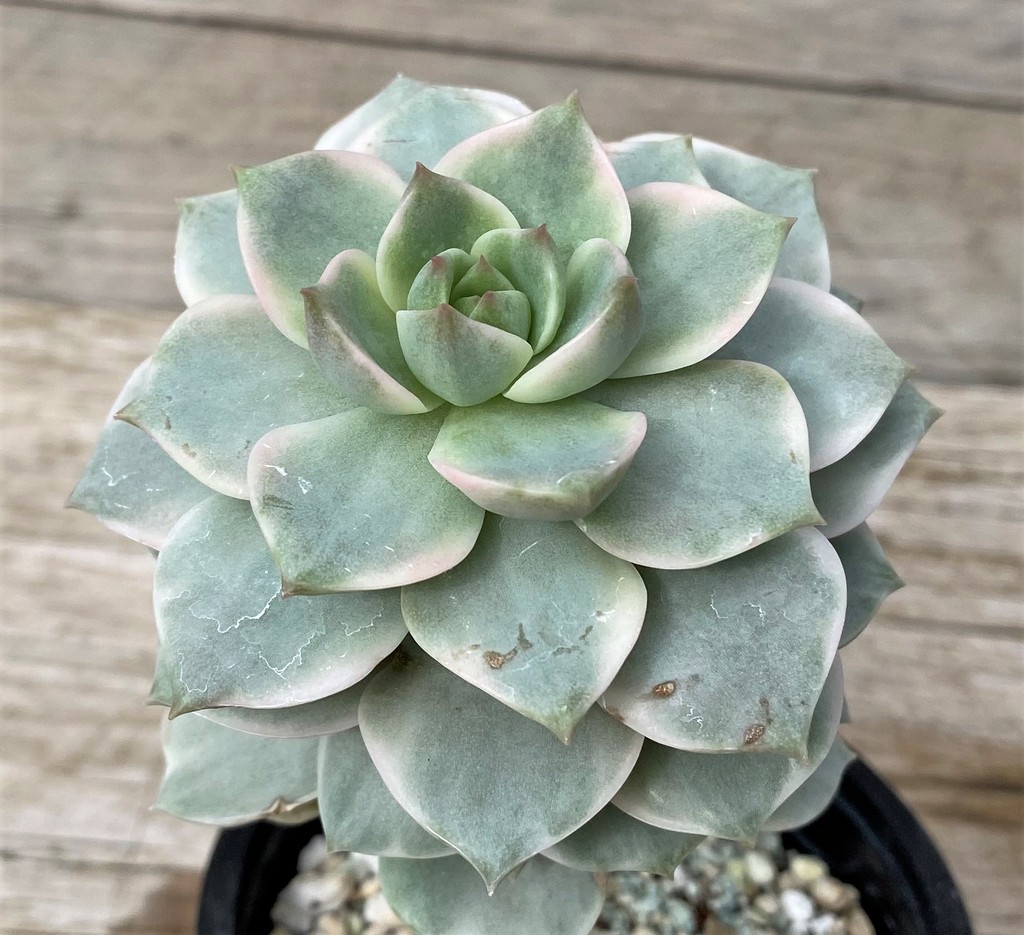 SH28611 Echeveria hybrid f. variegata - Image 2