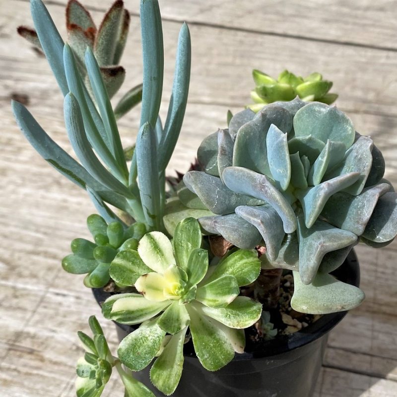 SH28585 Succulents mix