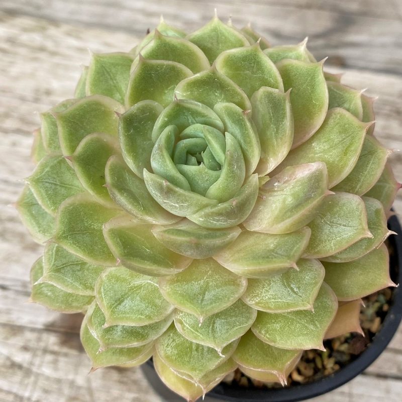 SH28612 Echeveria hybrid