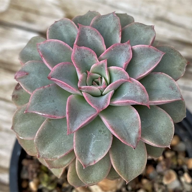 SH28613 Echeveria 'Fantastic fountain'