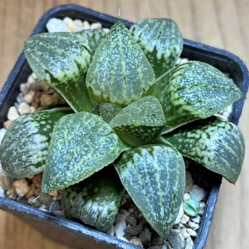 SH28679 Haworthia picta -Japan-