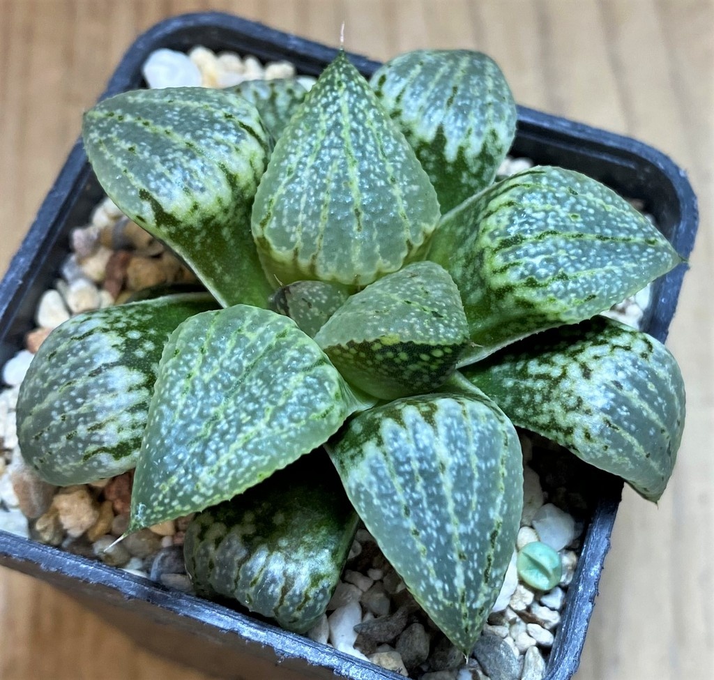 SH28679 Haworthia picta -Japan-