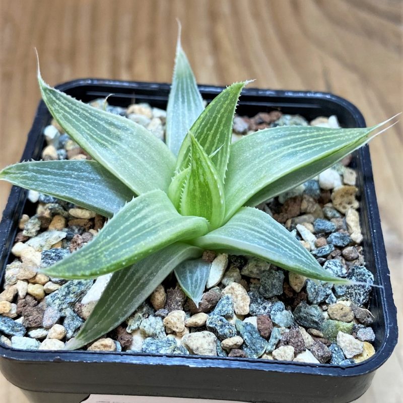SH28680 Haworthia 'Grey Ghost'
