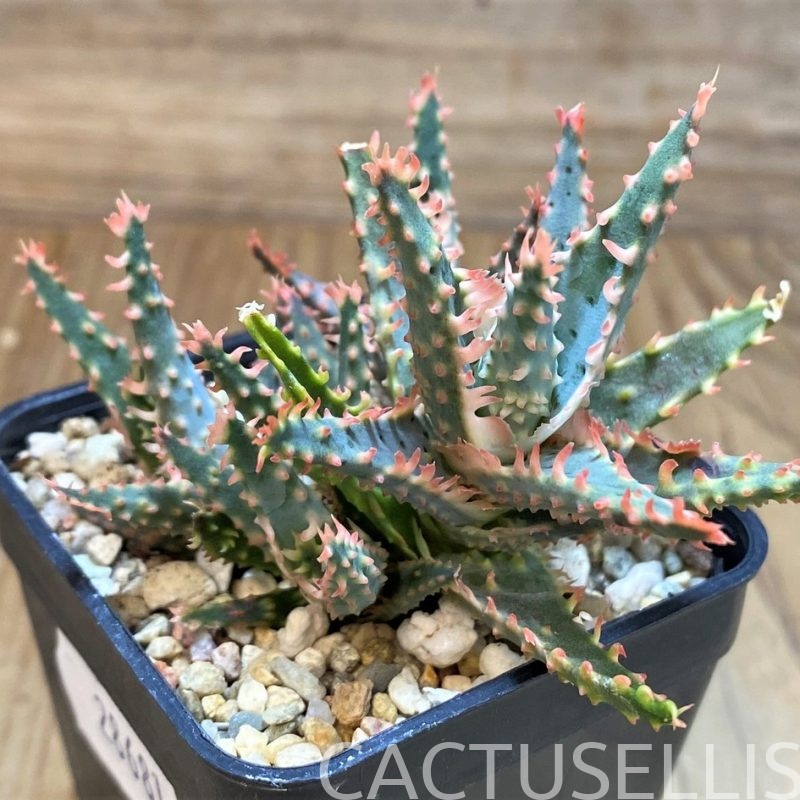 SH28681 Aloe TCT hybrid