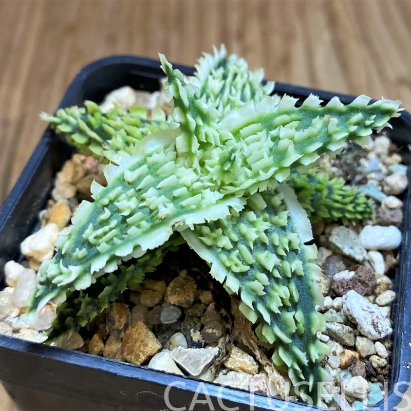 SH28682 Aloe TCT hybrid