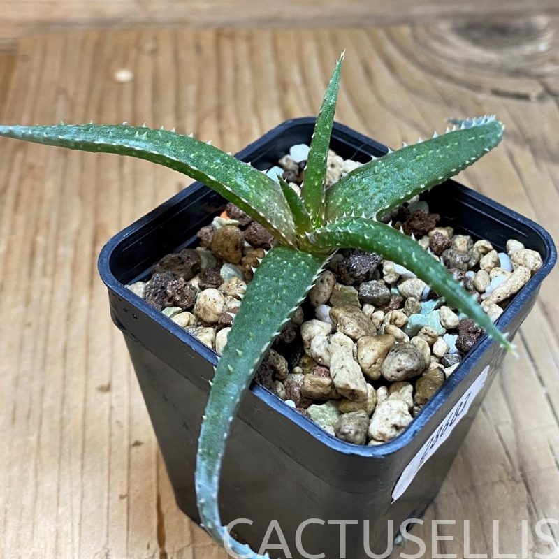 SH28683 Aloe pseudoparvula