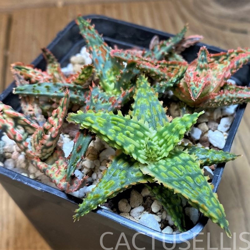 SH28684 Aloe TCT hybrid mix