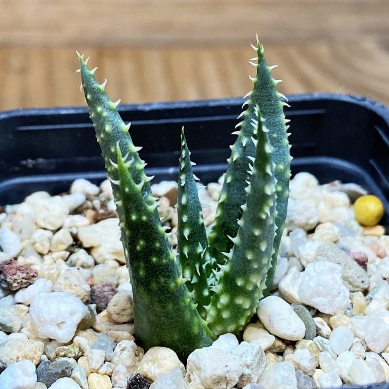 SH28685 Aloe florenceae