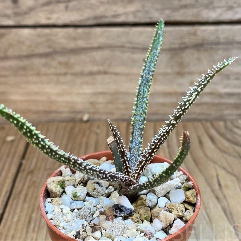 SH28686 Aloe delicatifolia