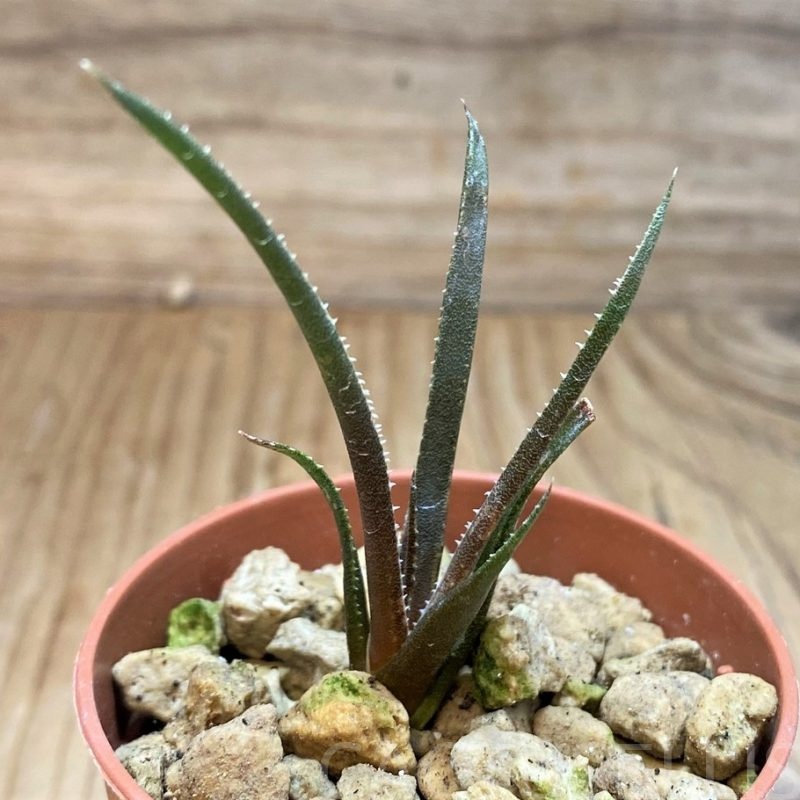 SH28687 Aloe pronkii
