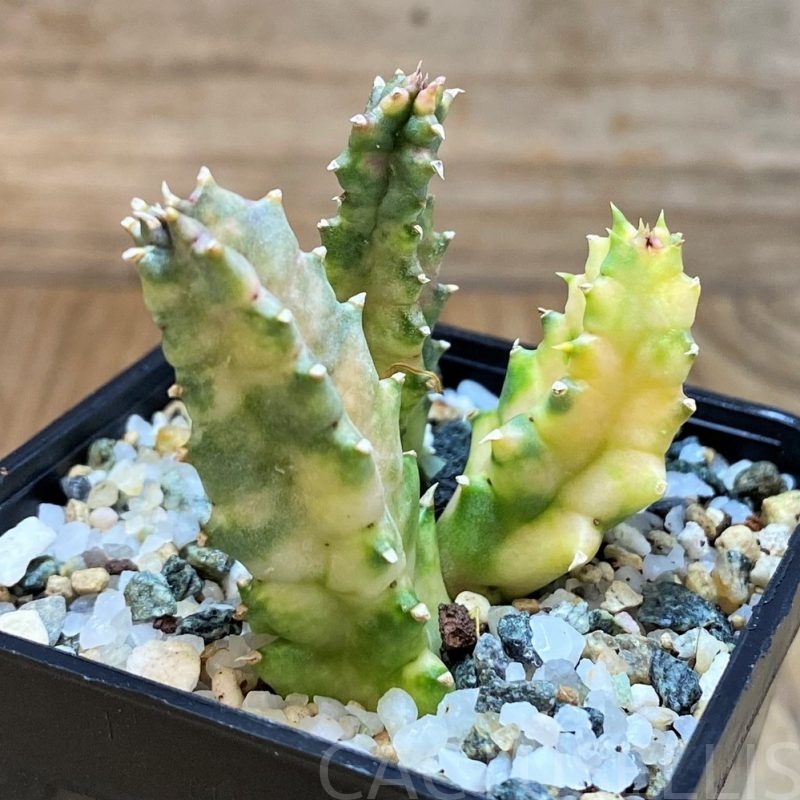 SH28688 Huernia zebrina f. variegata