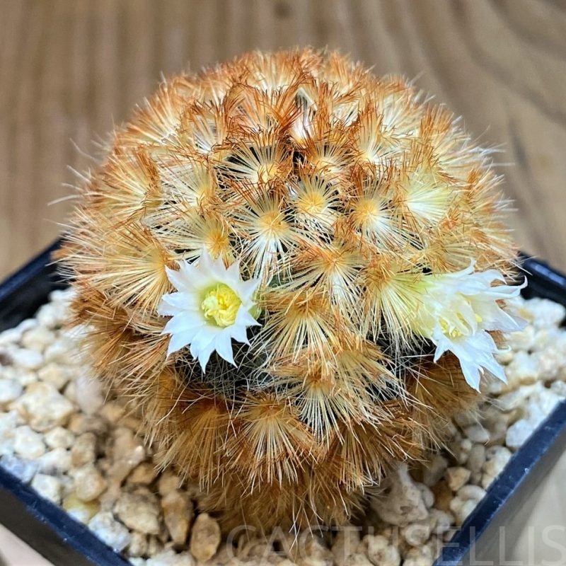 SH28690 Mammillaria carmenae hybrid