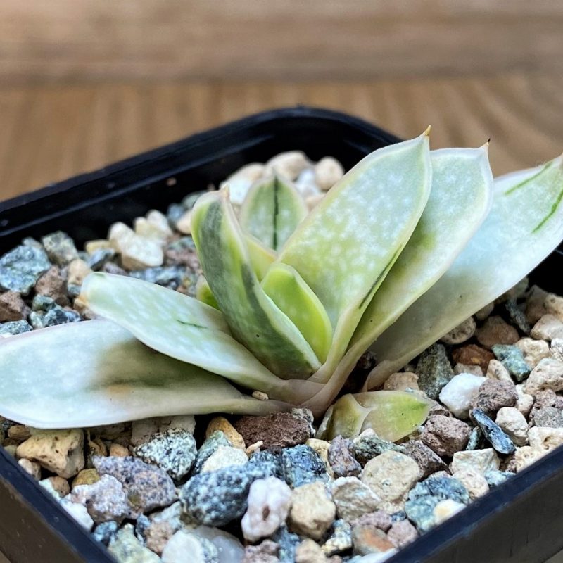 SH28650 Gasteria nigricans f. variegata