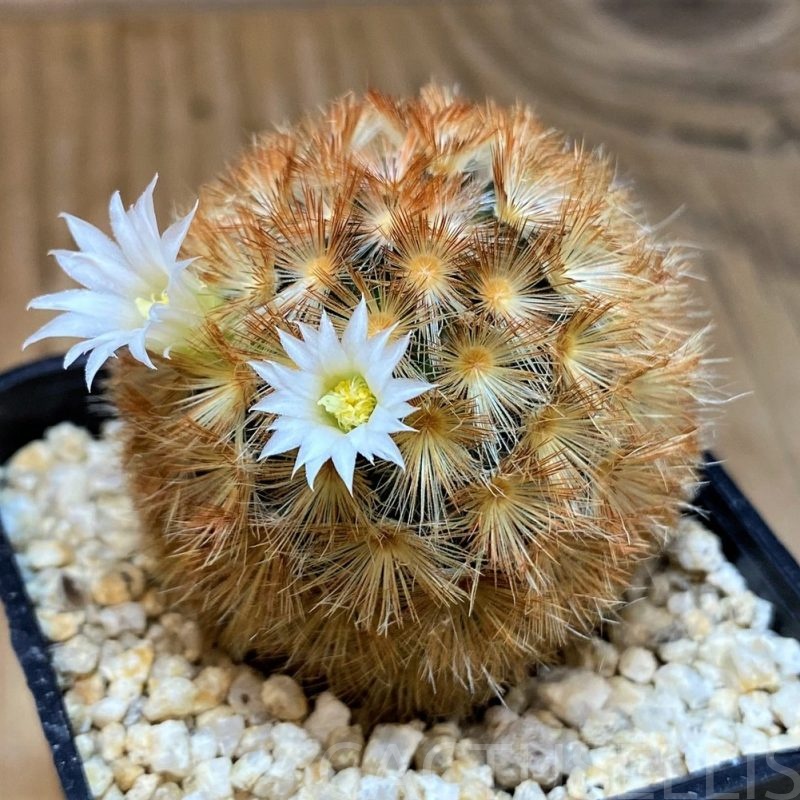 SH28691 Mammillaria carmenae hybrid