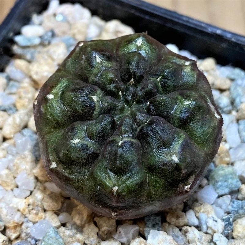 SH28693 Gymnocalycium mihanovichii 'Day Dream'