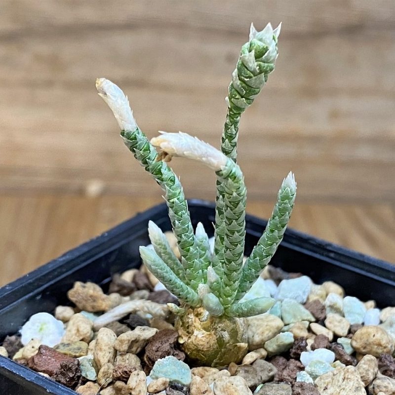 SH28694 Avonia quinaria, pink flower