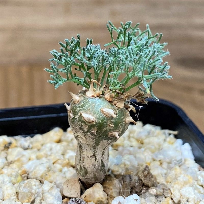 SH28695 Sarcocaulon peniculinum